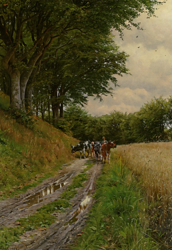 Walking through fields with cows by Peter Mork Monsted